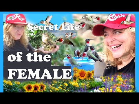 HUMMINGBIRDS Surprise FACTS, Courtship, Nest, The FEMALE Hummingbird Strongest Smallest Bird Species