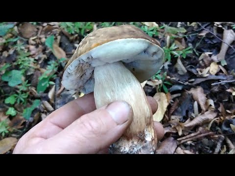 Blagve, vrganj i zmija! Gljivarenje po kiši!