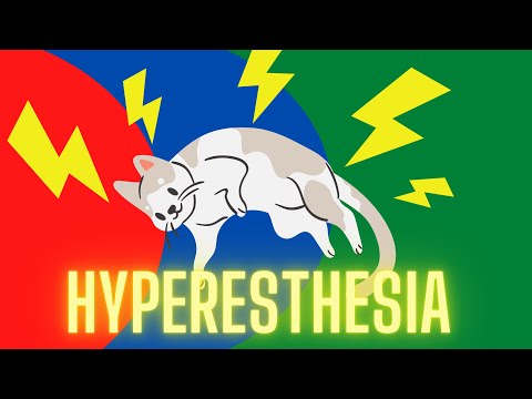 What Is Feline Hyperesthesia Syndrome | Veterinarian Explains