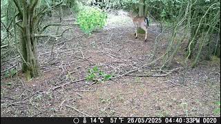 Fallow deer in the woods