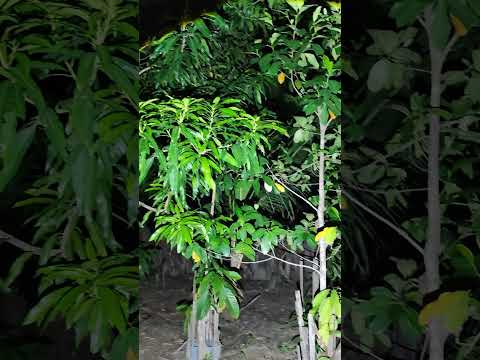 madrugada em Buritirana Maranhão nordeste Brasil