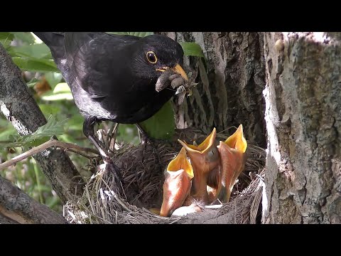 Blackbird Nest - from egg to leave the nest