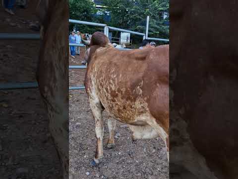 Bonito toro en el tiangue de Osicala, Morazán Sur
