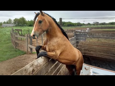 Les moments les plus drôles de la vie d'un cheval, vous n'en reviendrez pas !