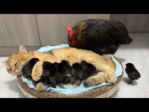, title : 'The hen was surprised!Kittens know how to take care of chicks better than hens.Cute andinteresting😊'