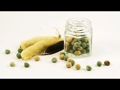How to Save Pea Seeds from A Z