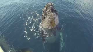 Whale, chant, Dance with the Whales - Kevin James Heart Songs