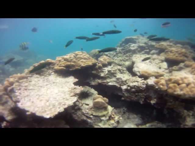 Coral reef diving in Thailand
