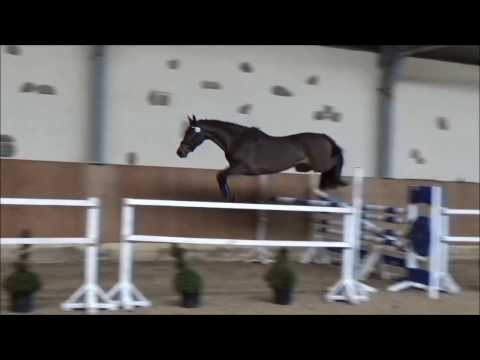Caraquet, mare 2014, Crumble x Corleone, free jumping