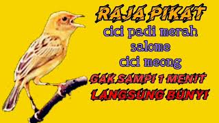 Download lagu Masteran burung salome - Cici padi Merah terbukti ampuh bikin salome bahan cepat gacor seketika mp3