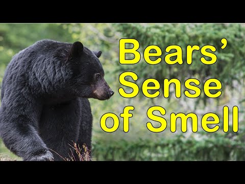 Bear Safety Part 4:  Bears and their Sense of Smell