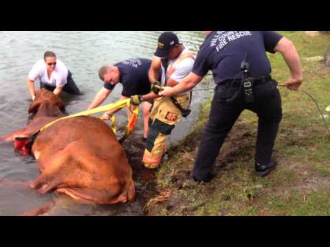 Операция по спасяване на давещ се бик