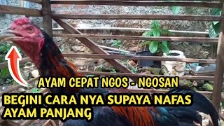 Download lagu CARA MENGOBATI NAFAS AYAM SUPAYA PANJANG TIDAK NGOS-NGOSAN mp3