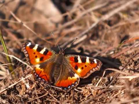 СТИХИ И ПРОЗА
