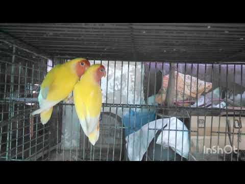 Adeeba birds farm & pets
