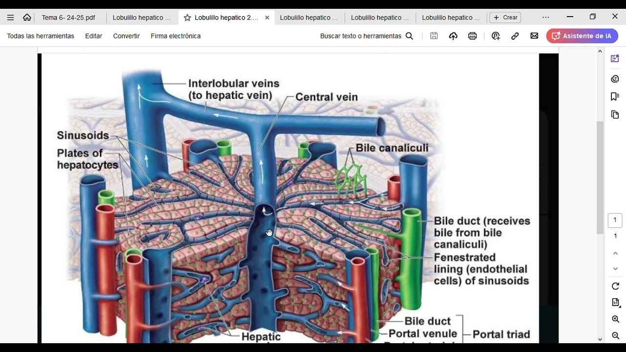 Tema 6  VÍDEO 3 pdf   Adobe Acrobat Reader 64 bit 2025 05 06 19 34 46