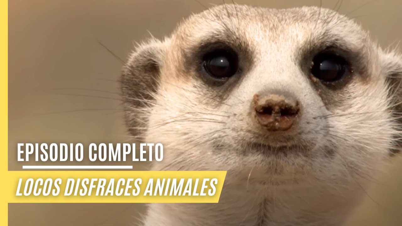 Locos disfraces animales