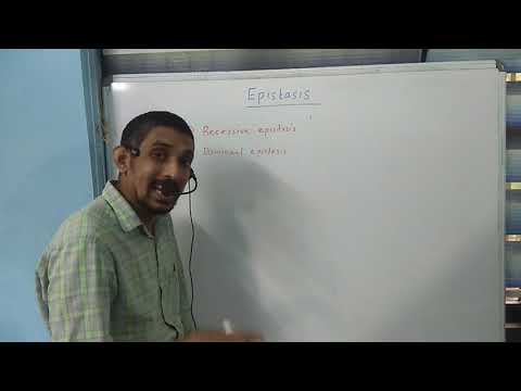 Base of epistasis js