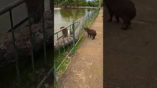 Salto e gritos das capivaras #animaisengraçados #animais