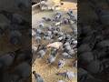 सेवा परमो धर्म ️ Seva Ytshorts Kabutar Birds Shortvideo Shorts Hevinkhokha