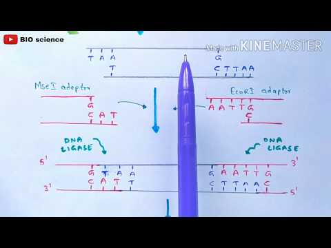 Bt cotton production Bacillus thuringiensis Action of Bt toxin Advantages Cry gene