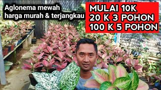 Download lagu Aglonema clearance sale starting from 10k, 3 pots for 20k❗ Cheap Aglonema hub, luxury clusters on... mp3