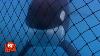 Free Willy - Willy's Almost Free!