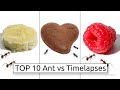 TOP 10 Ants vs Timelapses