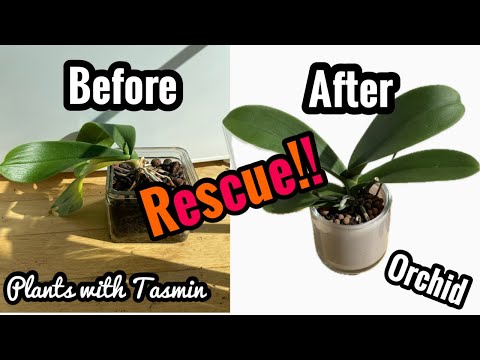 Orchid Care for Beginners - How to save sick, rootless Phalaenopsis Orchids | Before & After!