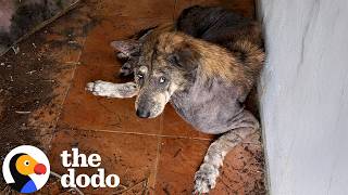 Abandoned Dog Wastes Away Waiting Until Someone Changes His Life | The Dodo