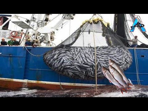 Amazing Gill Net Fishing Line Catch Hundreds Tons of Fish - Amazing Big Catching on The Sea@KadalTv