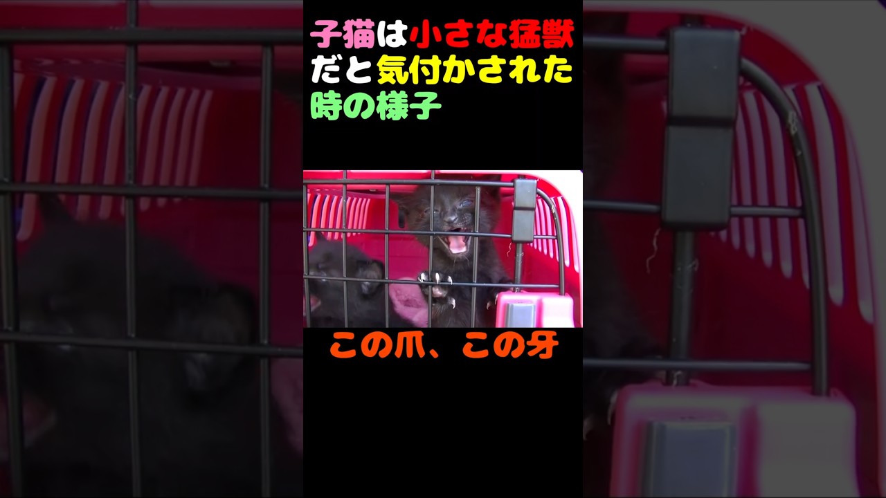 子猫は小さな猛獣だと気づかされた時の様子  #猫 #保護猫  #子ネコ #ねこ #ネコ #かわいい #kawaii #animals #cute #kitten #cat #cats