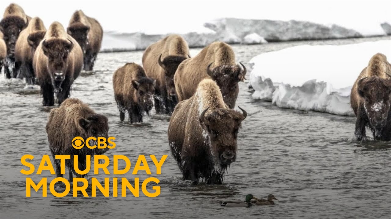 Wildlife photographer shares the beauty of Yellowstone National Park through his lens