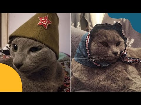 International Cat Federation Has Banned Russian Cats From Competitions