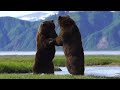 Photographers capture an intense fight between two ferocious bears 🐻