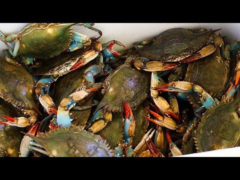download lagu mp3 mp4 How Long Do You Boil Blue Crabs For, download lagu How Long Do You Boil Blue Crabs For gratis, unduh video klip How Long Do You Boil Blue Crabs For