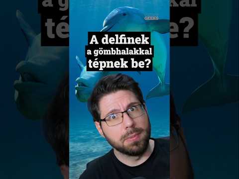 A delfinek a gömbhalakkal tépnek be? #érdekesség #ismeretterjesztő #tanulás
