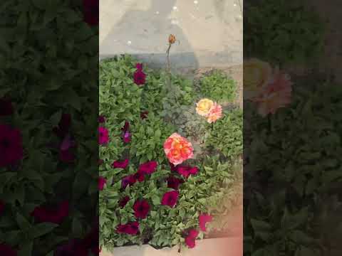 Gulab#flowers#florida#funny#animals#plants#herbal#navratri#holi#cow#vacation#rammandir #waterleaves