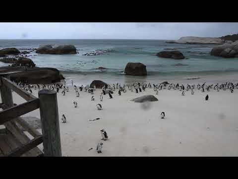 ЮАР. Саймонстаун. Колония африканских пингвинов на пляже Боулдерс (Boulders Beach).
