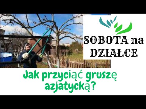 Jak przyciąć gruszę azjatycką? - marzec 2023.