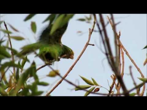 Yellow Head Amazon (Amazona Oratrix)