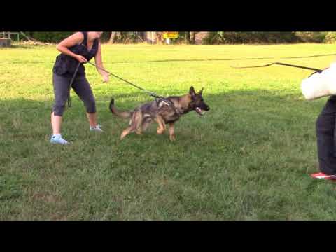 Jasper z Atarova sadu - protection 18.8.2017 - 9 months