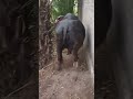 A fat buffalo is walking #shorts #buffalo