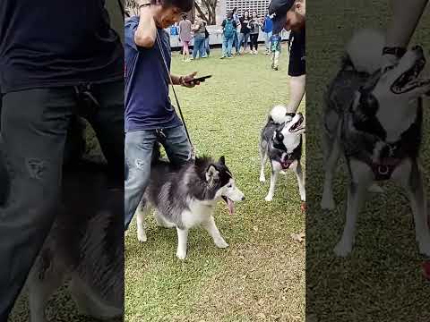 Keziah is a dog lover