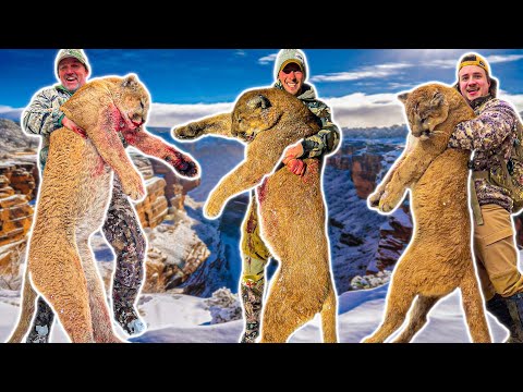 Our Best Hunts EVER? - The TOP 3 MOUNTAIN LIONS from last year!