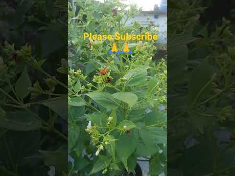 My Sheuli plant flowering || Plants & Gardening