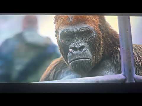 War for the planet of the apes Donkey saves Caesar
