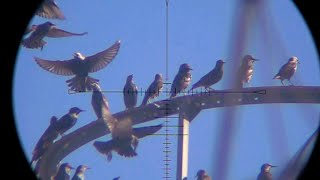 One goes down.  The rest go berserk.