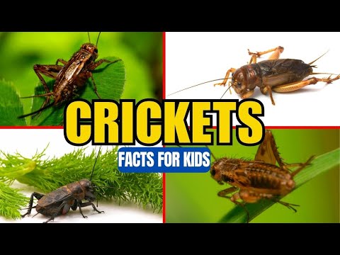 All About Crickets - Insect Facts for Kids