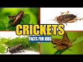 All About Crickets - Insect Facts for Kids